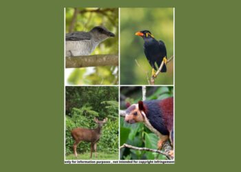 Barbara: Where Giant Squirrels & Cuckooshrikes rule