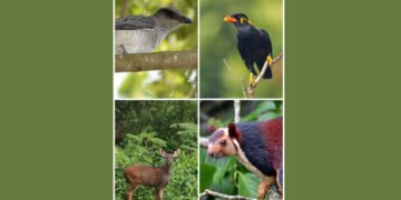 Barbara: Where Giant Squirrels & Cuckooshrikes rule